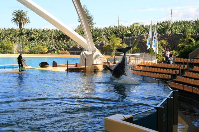 TENERYFA,LORO PARQUE