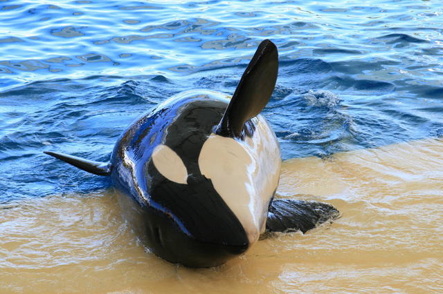 TENERYFA,LORO PARQUE