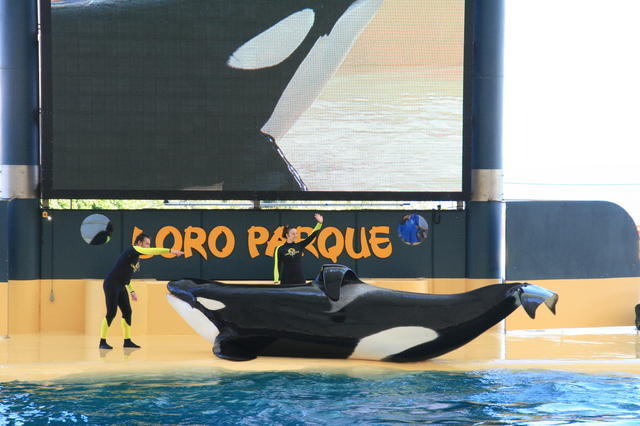 TENERYFA,LORO PARQUE