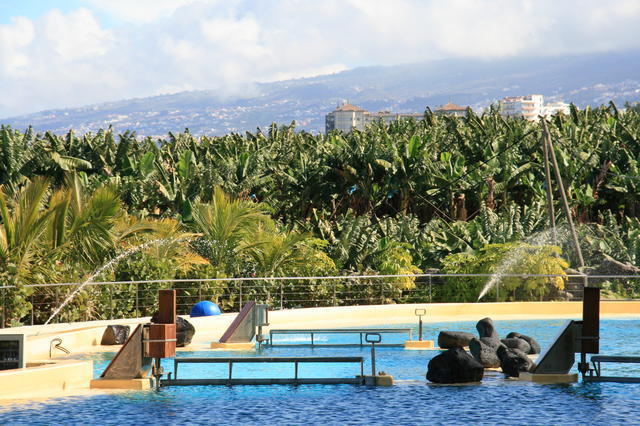 TENERYFA,LORO PARQUE
