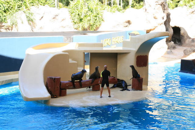 TENERYFA,LORO PARQUE