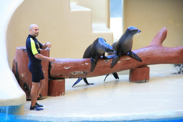 TENERYFA,LORO PARQUE