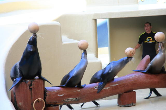 TENERYFA,LORO PARQUE