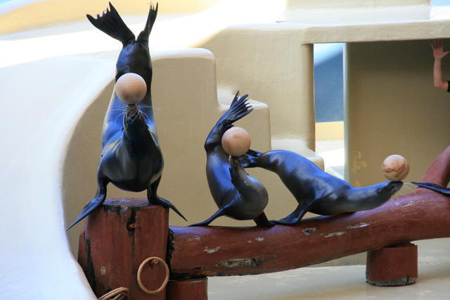 TENERYFA,LORO PARQUE