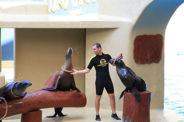 TENERYFA,LORO PARQUE