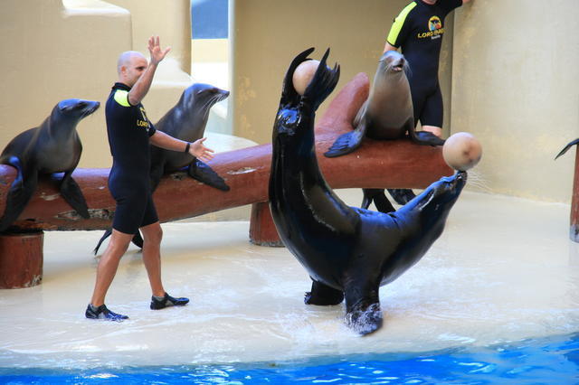 TENERYFA,LORO PARQUE