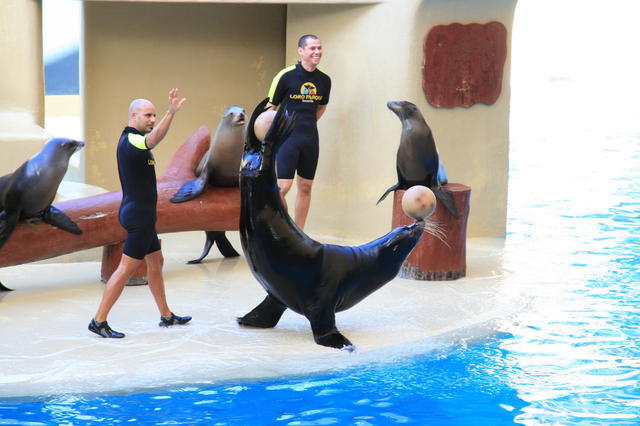 TENERYFA,LORO PARQUE