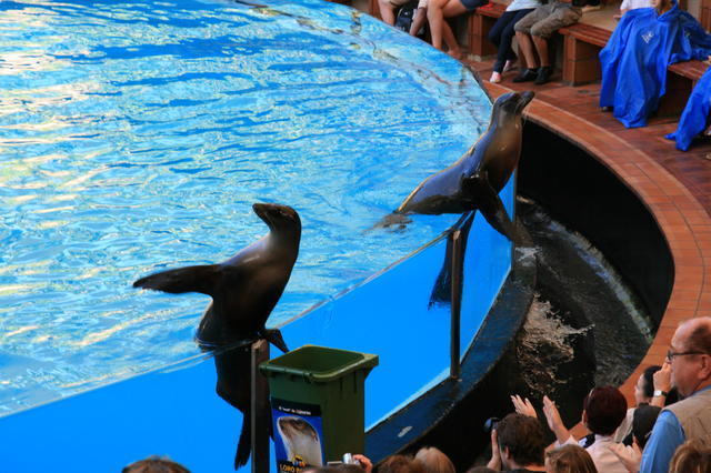 TENERYFA,LORO PARQUE