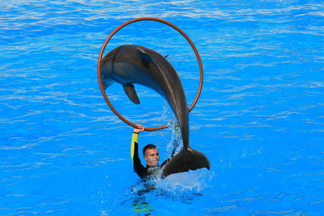 TENERYFA,LORO PARQUE