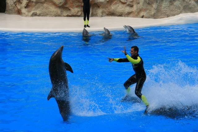 TENERYFA,LORO PARQUE