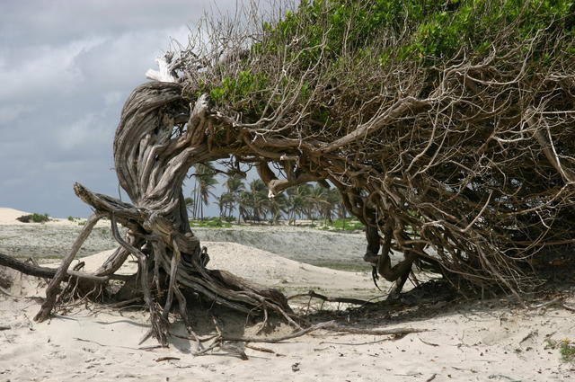 JERICOACOARA,BRAZYLIA-NAJPIEKNIEJSZA PLAŻA ŚWIATA