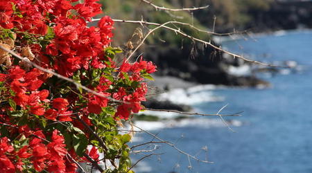 MADERA,FUNCHAL-FESTIWAL KWIATÓW – Portugalia