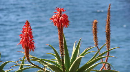 MADERA,FUNCHAL-FESTIWAL KWIATÓW – Portugalia