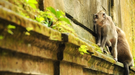 Bali, Monkey Forrest – Indonezja
