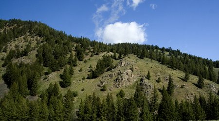 Lasy... – Park Narodowy Yellowstone, Stany Zjednoczone Ameryki