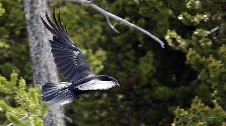 Kruki – Stany Zjednoczone Ameryki