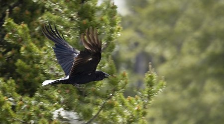 i kruski – Stany Zjednoczone Ameryki