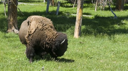 i znów bizony – Stany Zjednoczone Ameryki