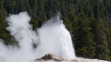 Para buch – Park Narodowy Yellowstone, Stany Zjednoczone Ameryki