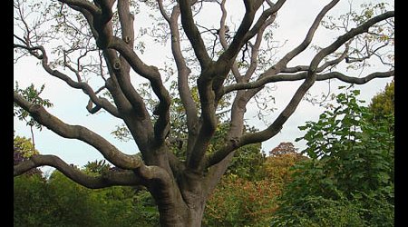 Londyńskie parki 2009 13 – Londyn, Wielka Brytania