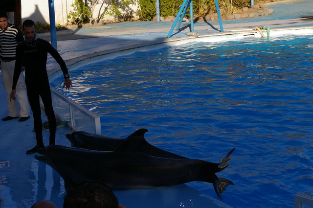 delfinarium w Sharm