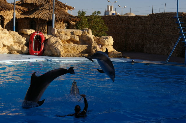 Delfinarium w Sharm