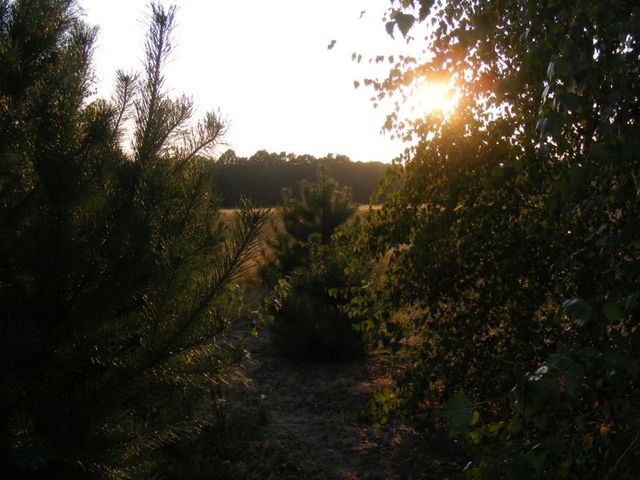 Polana maślakowa