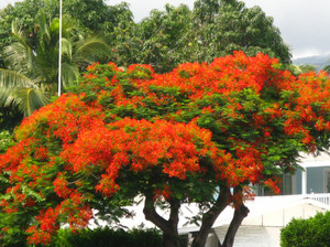 Big Island (Hawaii)