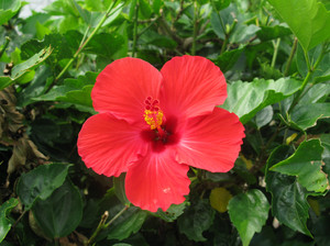 Big Island (Hawaii)