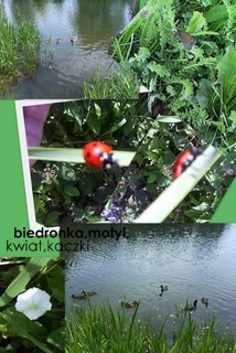 Biedronka i