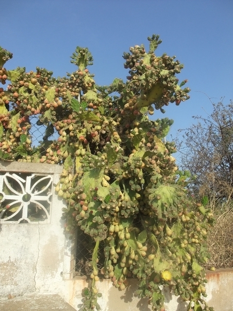 Kaktus