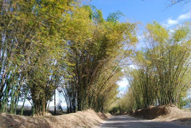 bamboo avenue, Jamaica