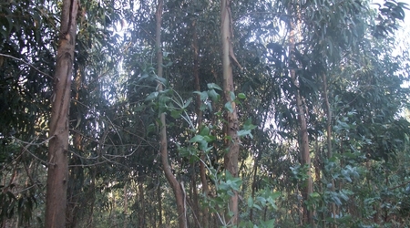 Sierra de Monchique - drzewa – Portugalia