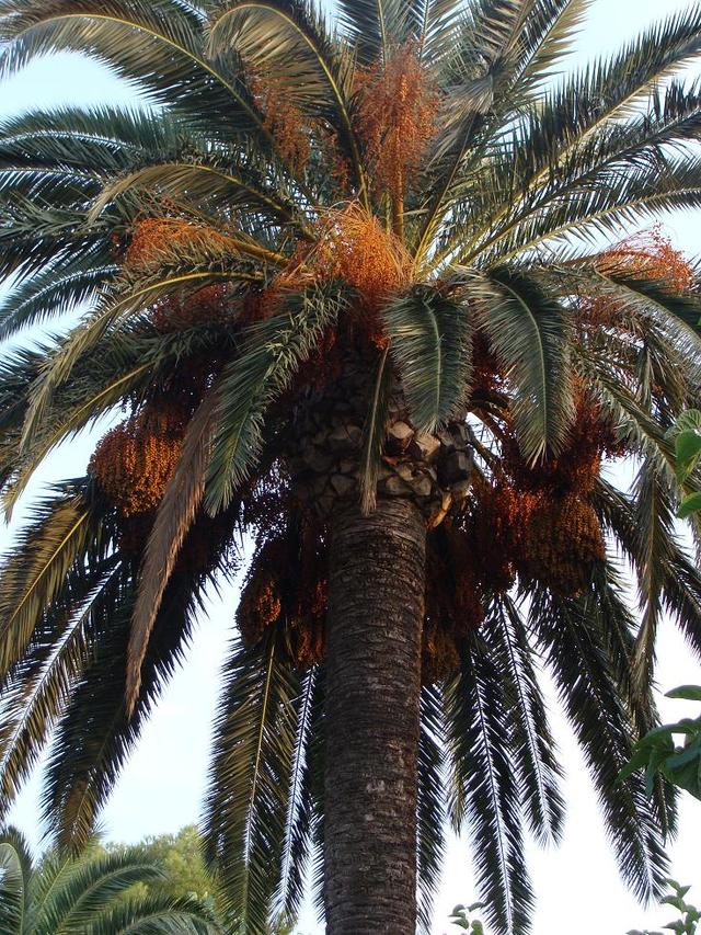 hmm..a jakby przewieźć taką roślinkę do domu?