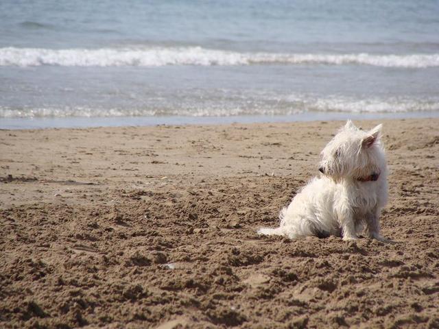 strażnik plaży