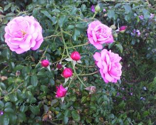 roze