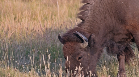 bizon skubiący trawkę – Park Narodowy Grand Teton, Stany Zjednoczone Ameryki