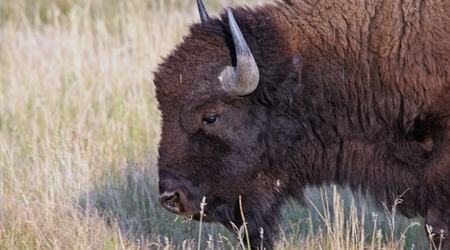 bizon skubiący trawkę – Park Narodowy Grand Teton, Stany Zjednoczone Ameryki