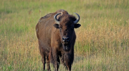 bizon oglądający fotografa – Park Narodowy Grand Teton, Stany Zjednoczone Ameryki