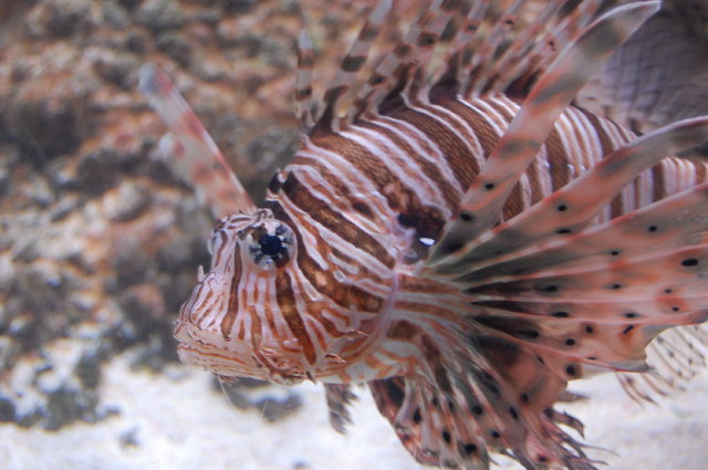 London Aquarium