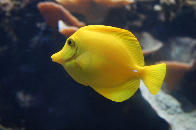 London Aquarium