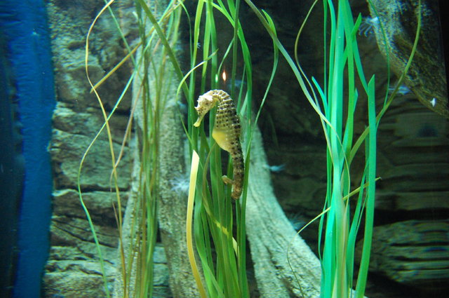 London Aquarium