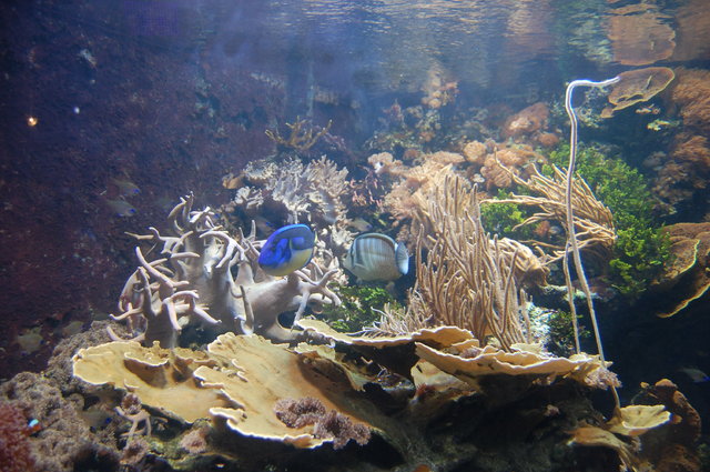 London Aquarium