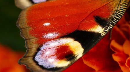 wrocławski ogród botaniczny jesiennie 2 – Polska