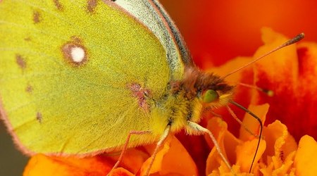wrocławski ogród botaniczny jesiennie 3 – Polska
