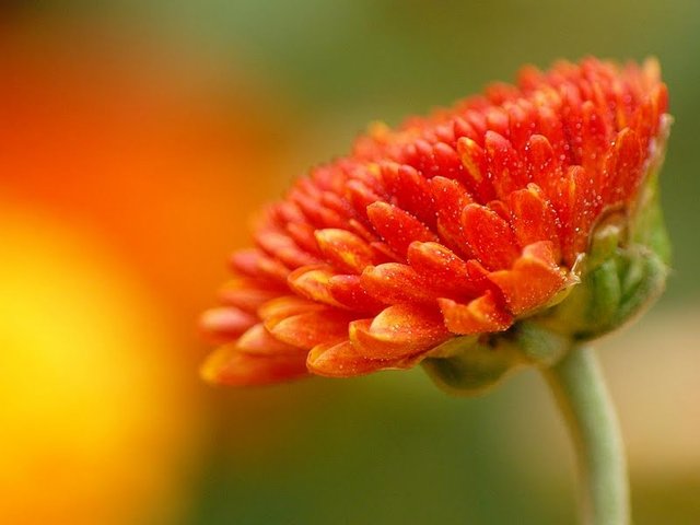 wrocławski ogród botaniczny jesiennie 4