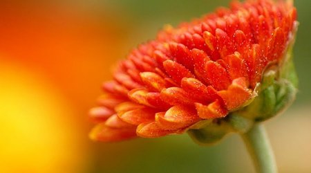 wrocławski ogród botaniczny jesiennie 4 – Polska