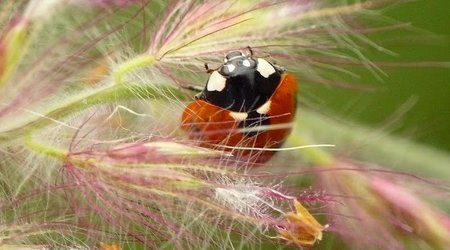 wrocławski ogród botaniczny jesiennie 5 – Polska