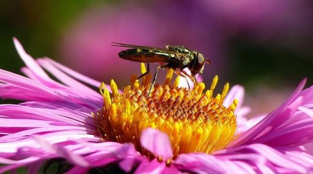 wrocławski ogród botaniczny jesiennie 8 – Polska