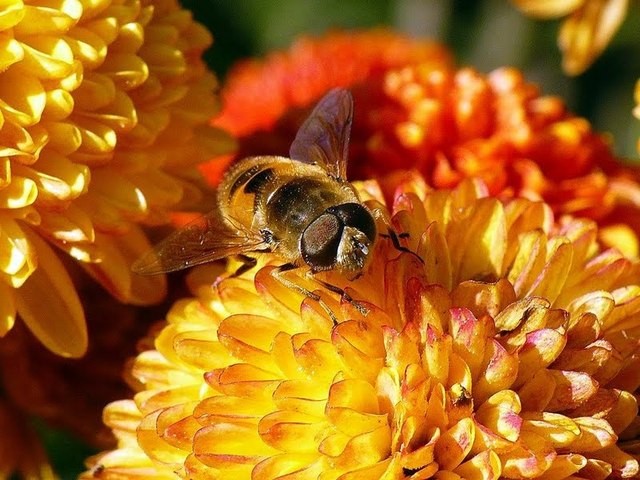 wrocławski ogród botaniczny jesiennie 9